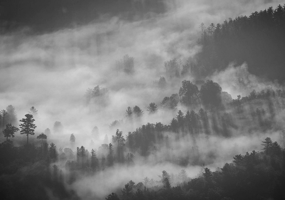 Foggy Trees