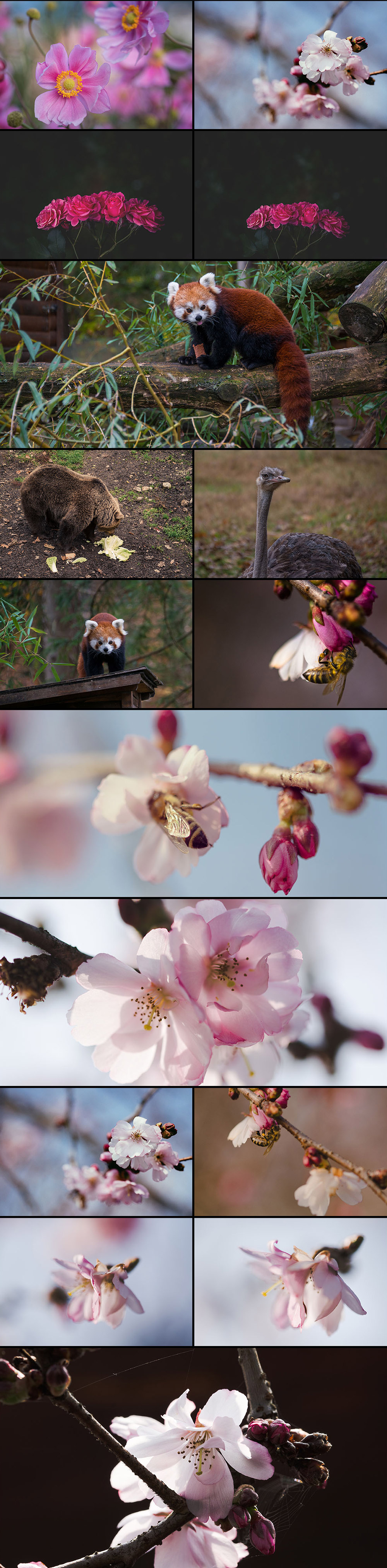 Photos Bundle Macro Nature