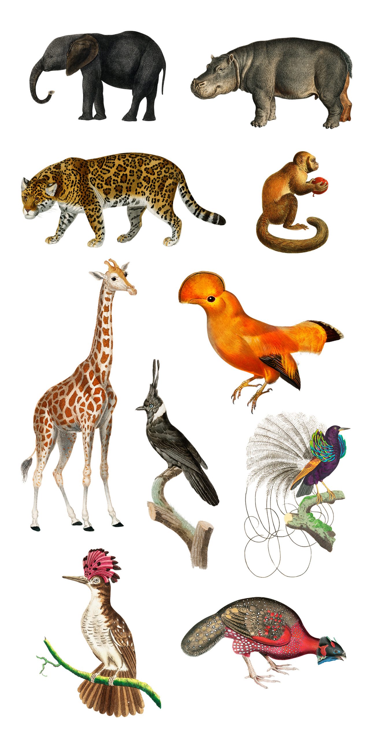 Free Animal And Birds Illustrations