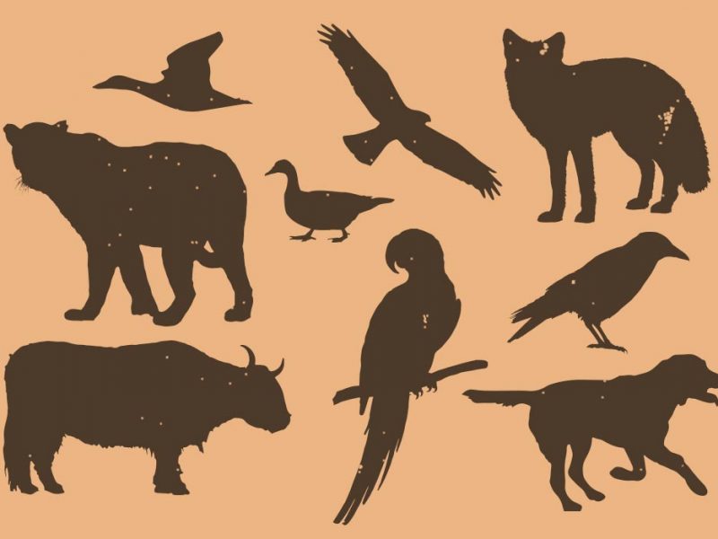 Animals & Birds Silhouette PSD