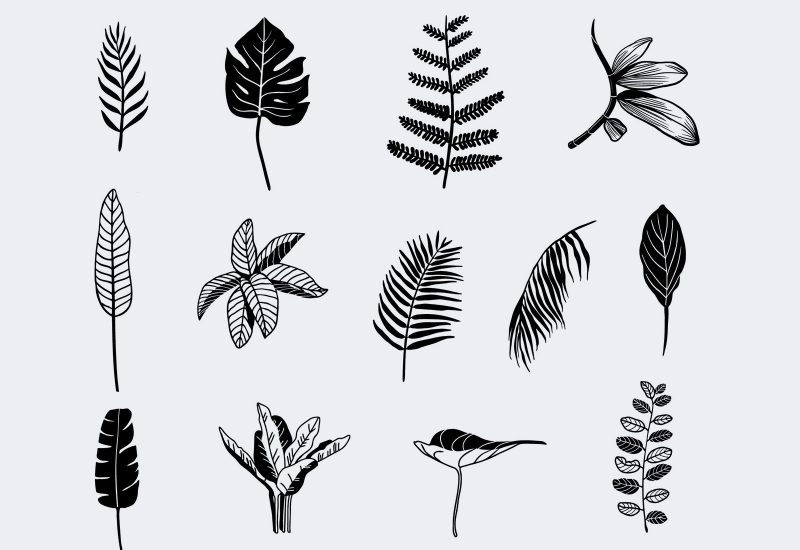 Vector Handrawn Tropical Leaves