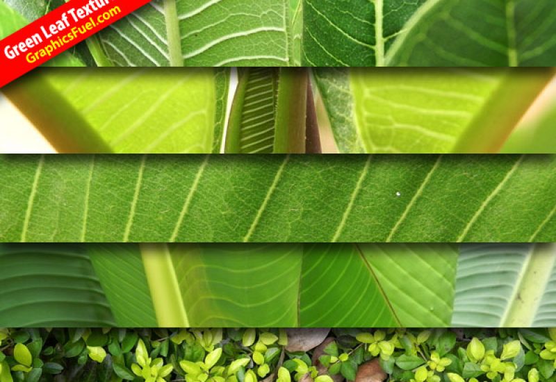 green-leaf-textures