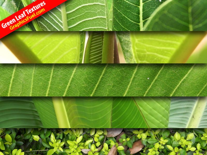 green-leaf-textures