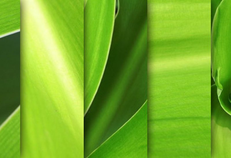 green-leaves-macro-textures