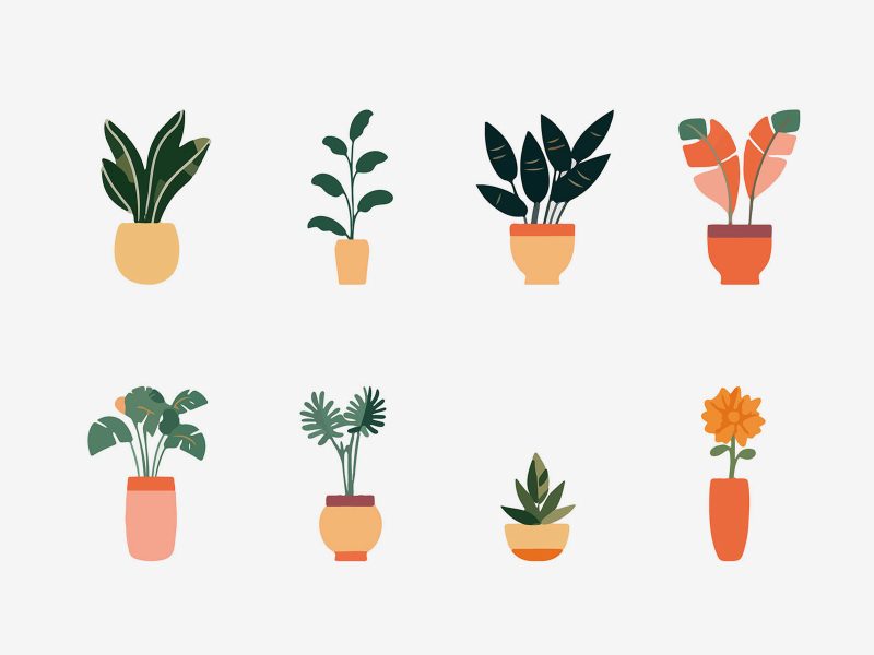 Vector Indoor Plants Illustration Collection